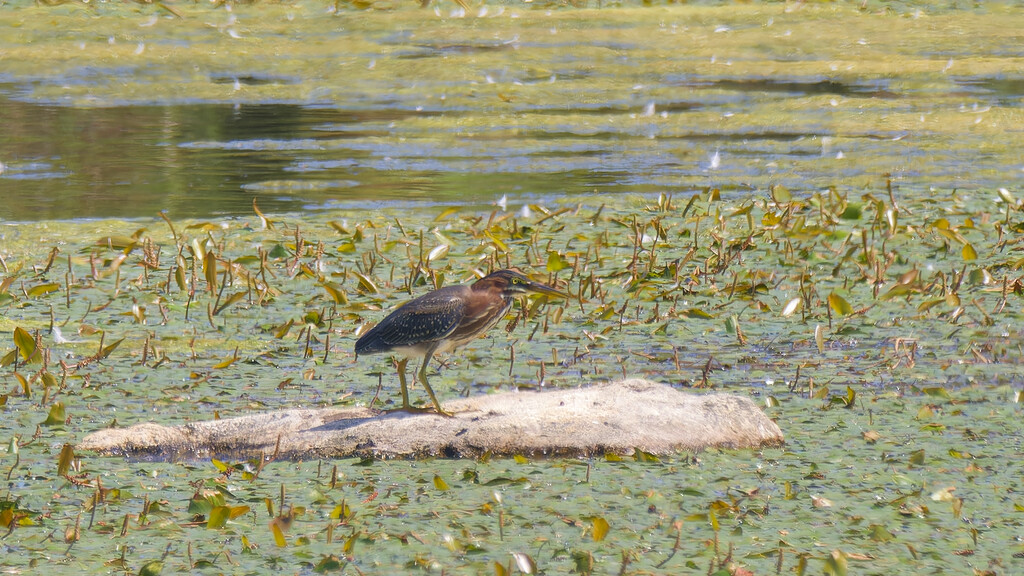 green heron by rminer