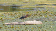 5th Sep 2024 - green heron