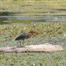 green heron