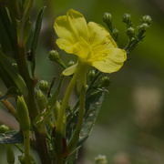 5th Sep 2024 - primrose