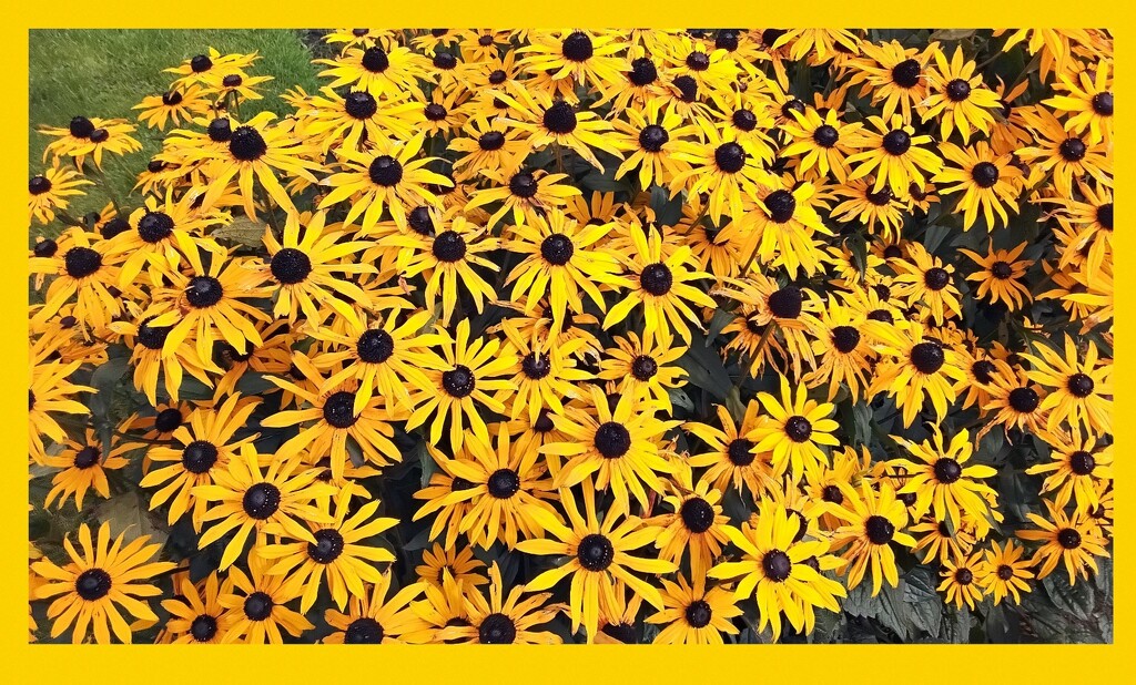 Rudbeckia flowers. by grace55