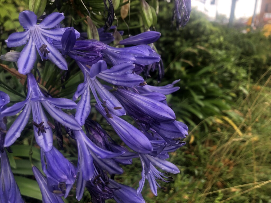 Blurry rainy flowers by sleepingexplorer