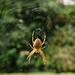 Spider  by dragey74