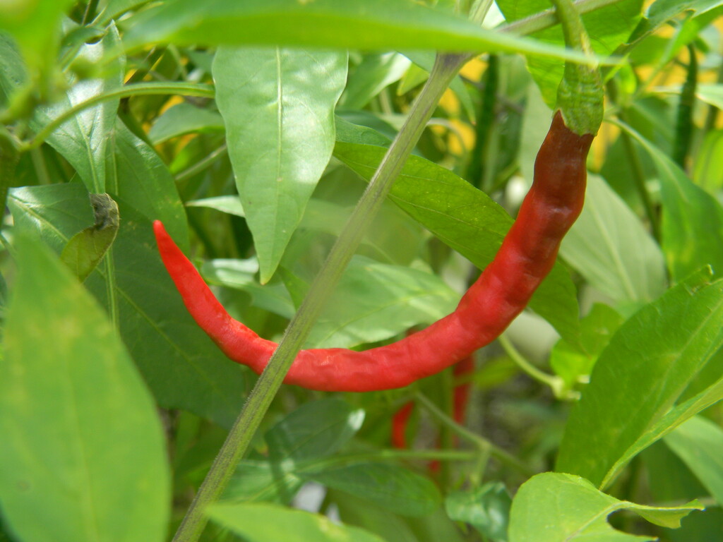 Red Chili Pepper  by sfeldphotos