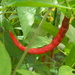 Red Chili Pepper 