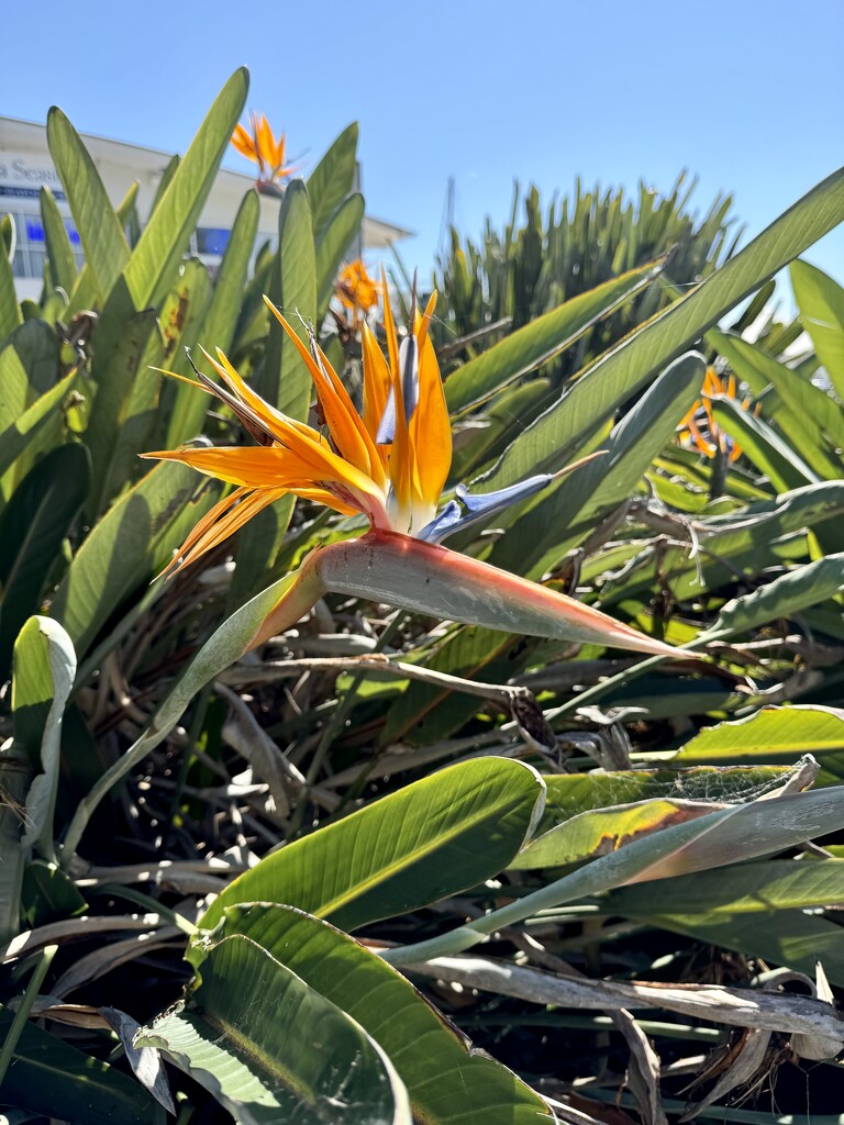 Bird of Paradise by jools