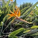 Bird of Paradise by jools