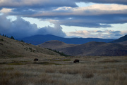 5th Sep 2024 - On The Bison Range...