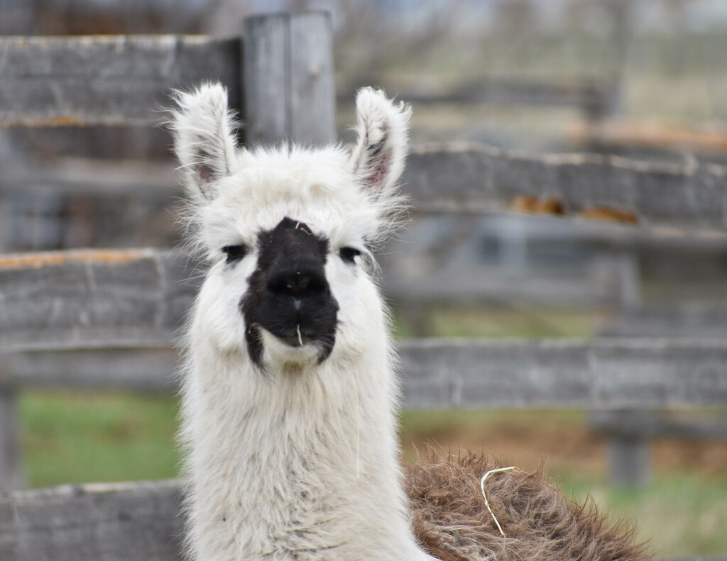 Curious Llama by bjywamer