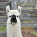 Curious Llama