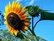 5th Sep 2024 - Sunflower (5)