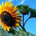 Sunflower (5)