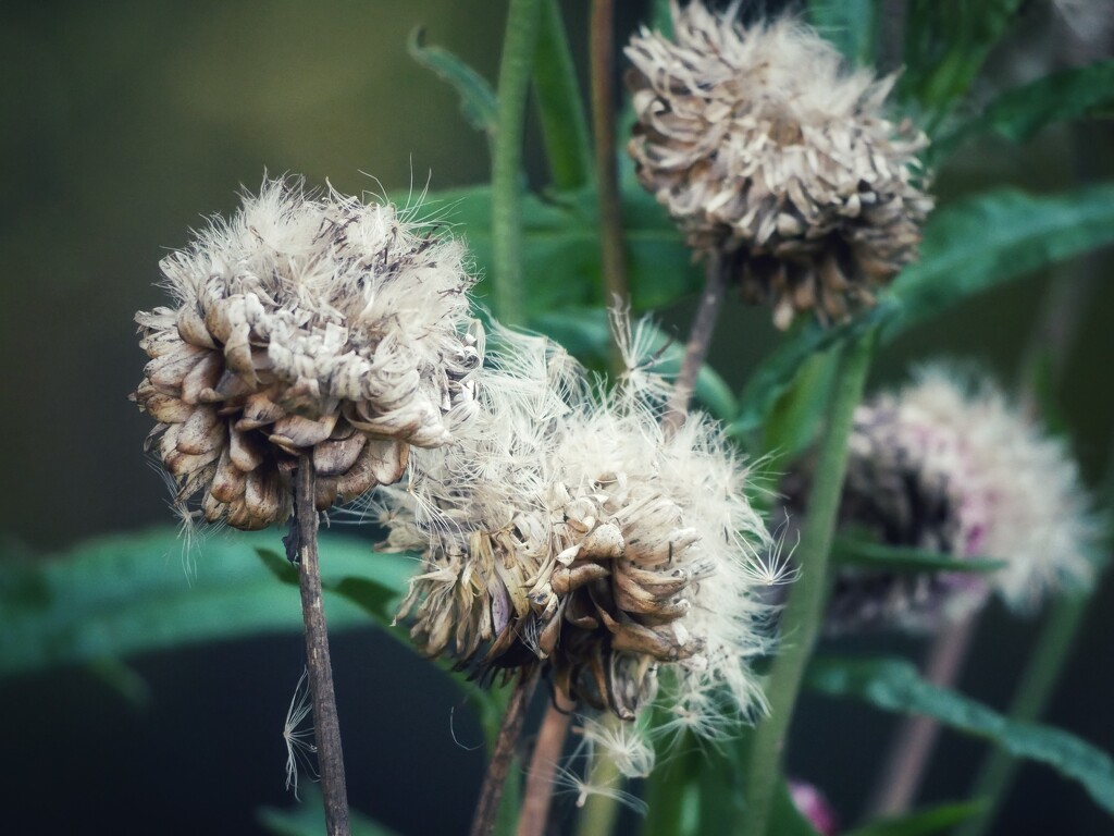 Seedheads by ljmanning