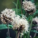 Seedheads