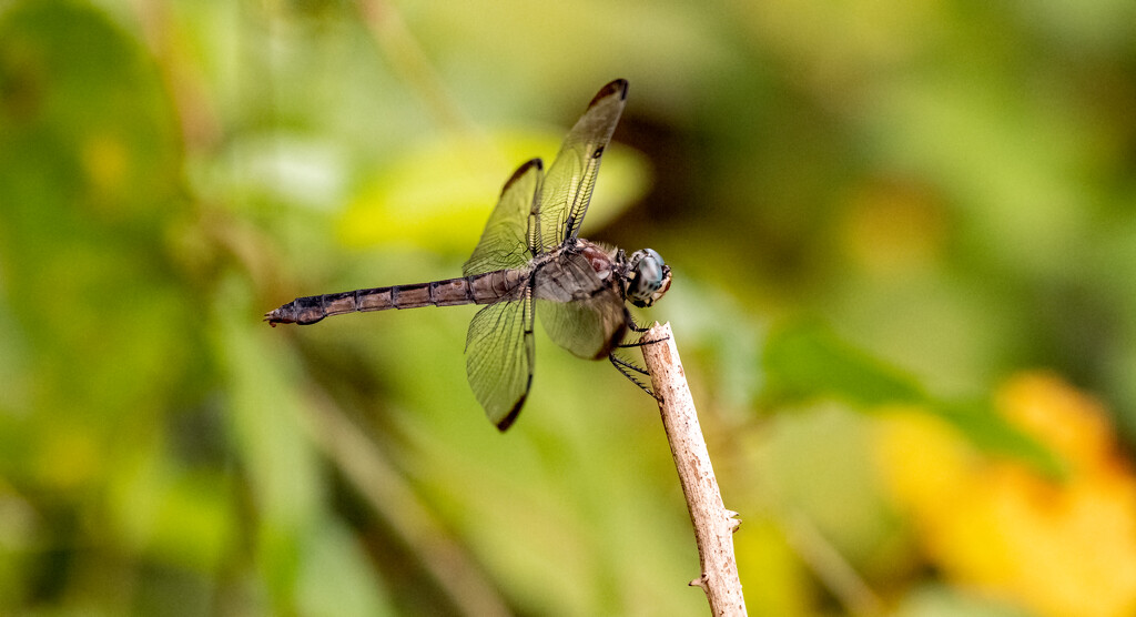 Dragonfly! by rickster549