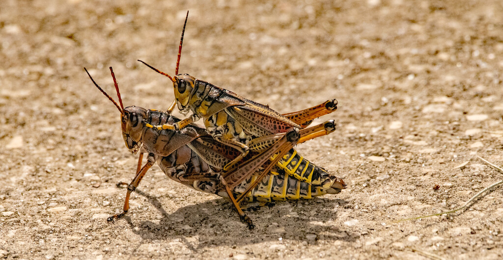 Eastern Lubber Grasshoppers! by rickster549