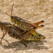 Eastern Lubber Grasshoppers!