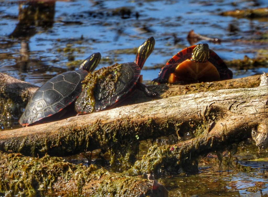 turtles by amyk