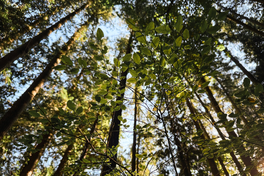 Looking Up by tina_mac