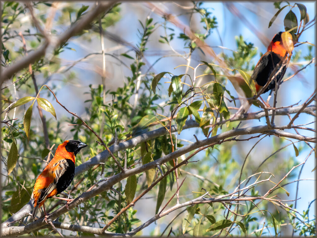 Some were watching from a tree by ludwigsdiana