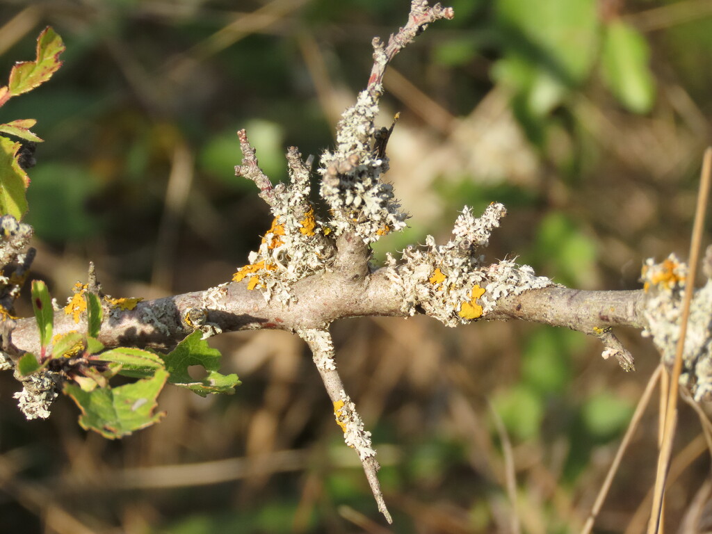 Lovely lichen mix by koalagardens