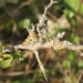 Lovely lichen mix