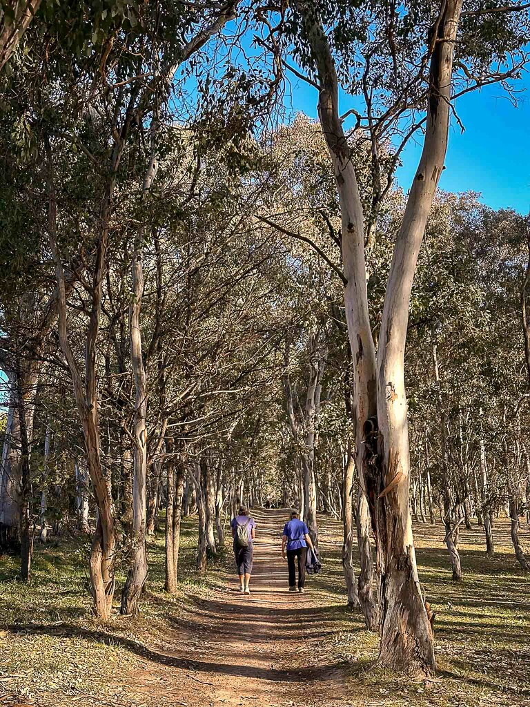 afternoon walk by pusspup