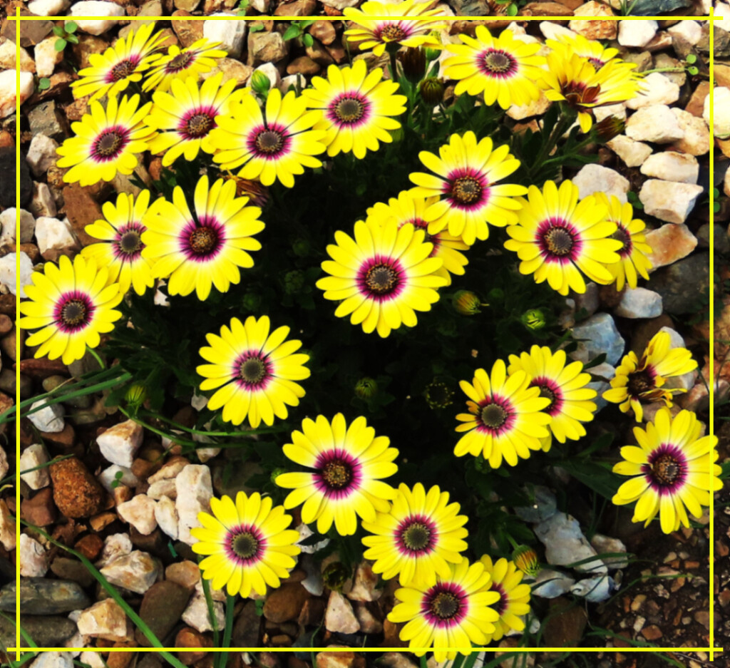 Beautiful Yellow African Daisies ~ by happysnaps