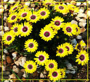 6th Sep 2024 - Beautiful Yellow African Daisies ~