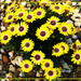 Beautiful Yellow African Daisies ~