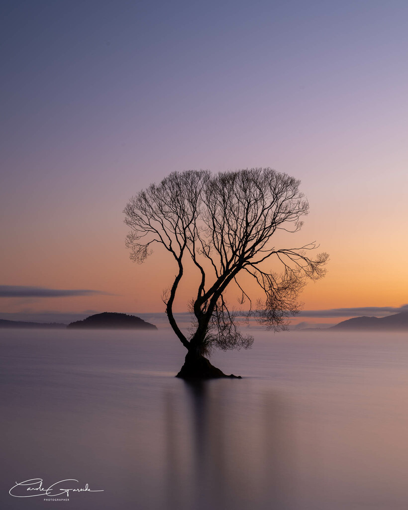 The Lake Taupo Tree by yorkshirekiwi