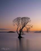 6th Sep 2024 - The Lake Taupo Tree