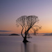 The Lake Taupo Tree