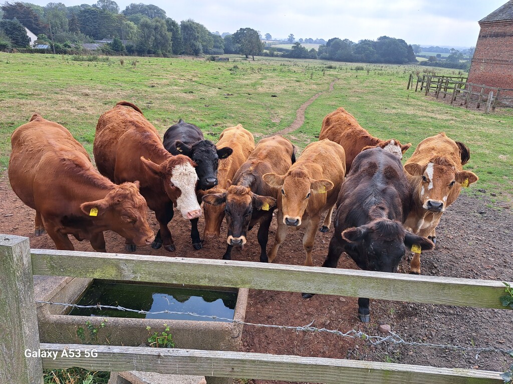 Bumped into this gang on my bike ride. by ludbrook482