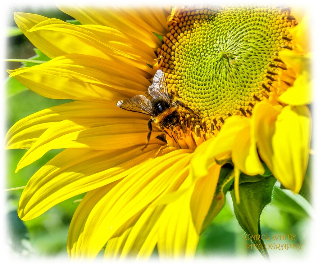 Sunflower And Bee by carolmw