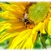 Sunflower And Bee