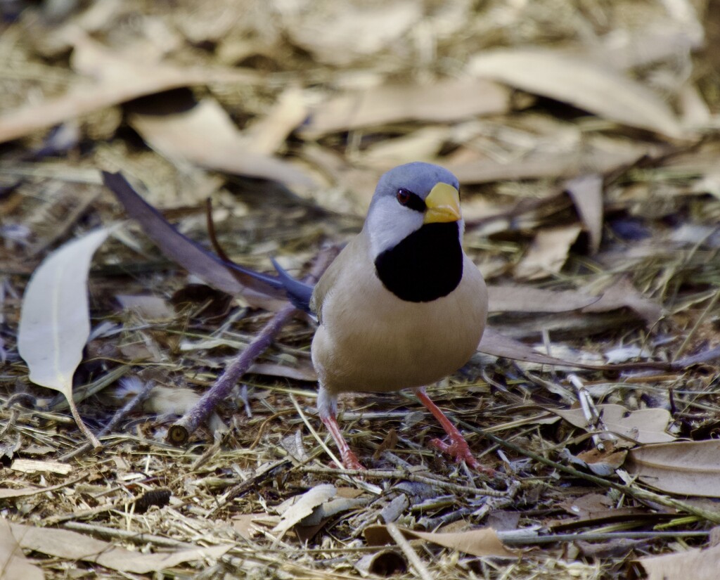 Long Tailed Finch... P9064003 by merrelyn