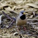 Long Tailed Finch... P9064003