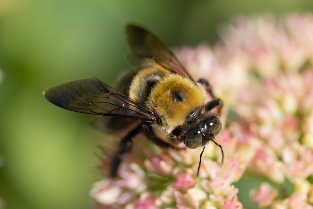 Bee on Fall Flower by jpcaron