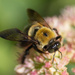 Bee on Fall Flower