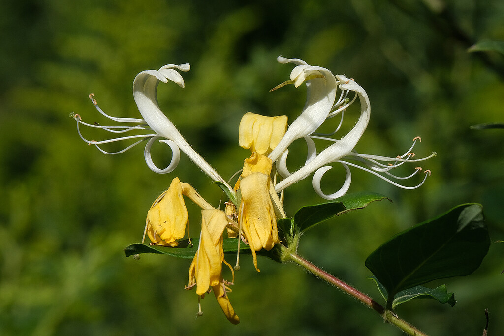 Honeysuckle by lsquared