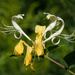 Honeysuckle