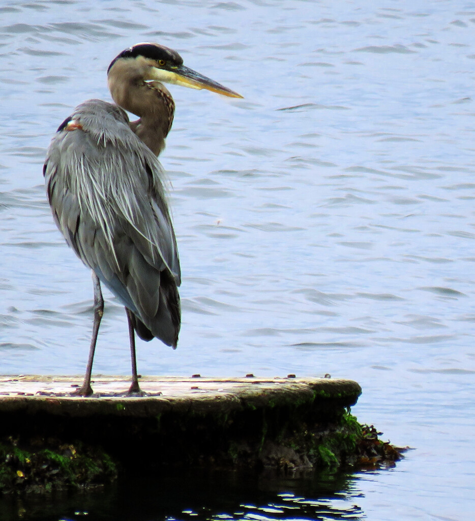 Great Blue Heron  by seattlite