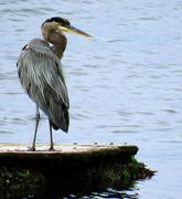 6th Sep 2024 - Great Blue Heron 