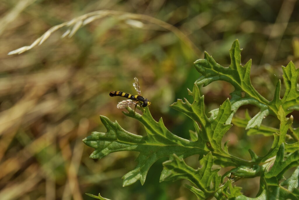 Hoverfly by dragey74