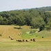 Bales of hay