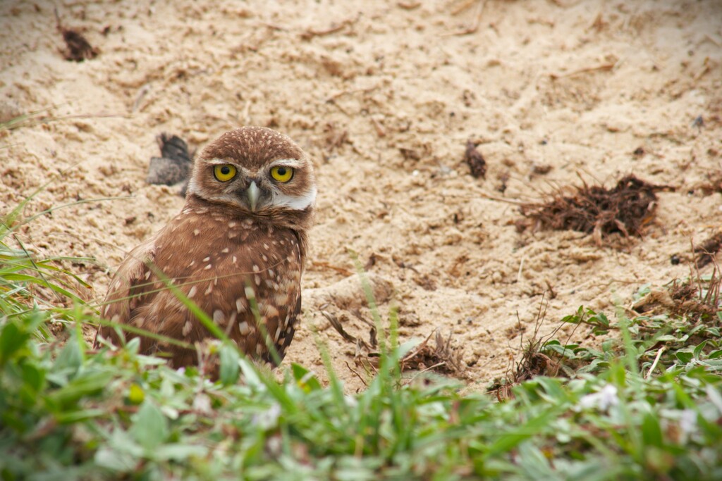 Owl Dirt by photohoot