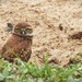 Owl Dirt