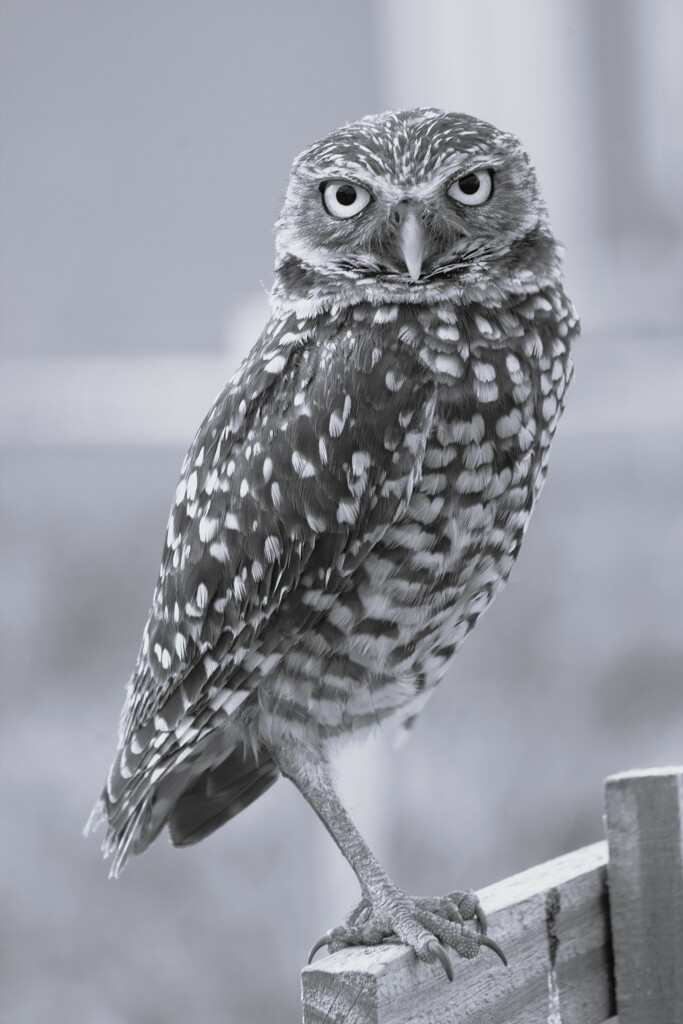 Owl by photohoot