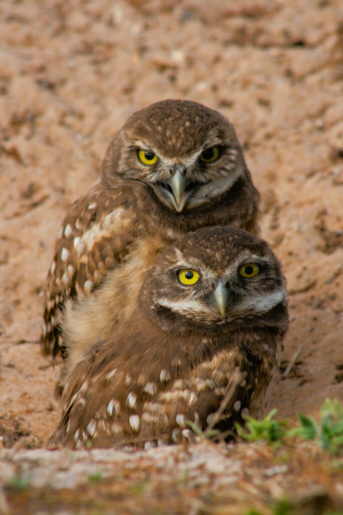 Owl Pair by photohoot